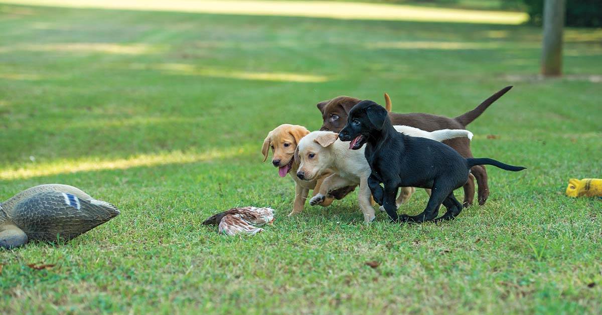 Breed my dog near me clearance